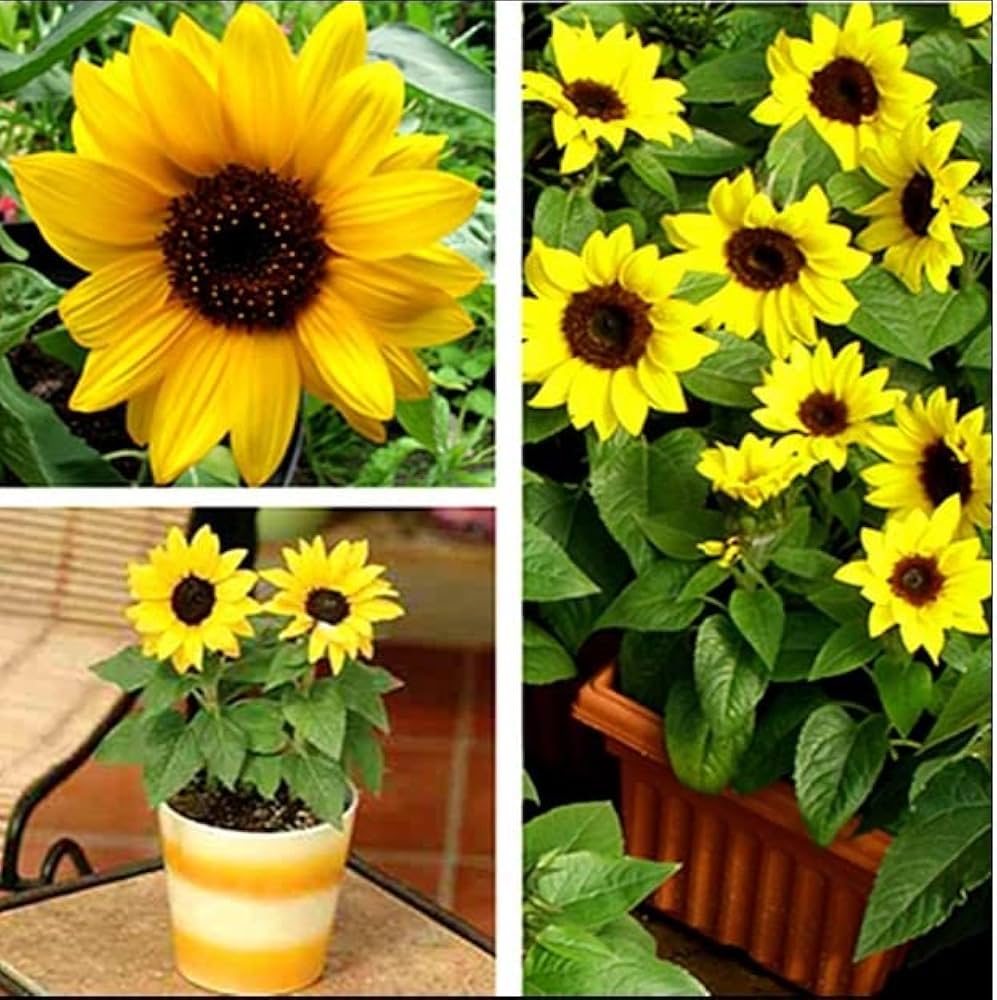 Sunflower (‘Helianthus annuus’ balcony variety – compact for pots and bonsai) for planting in garden